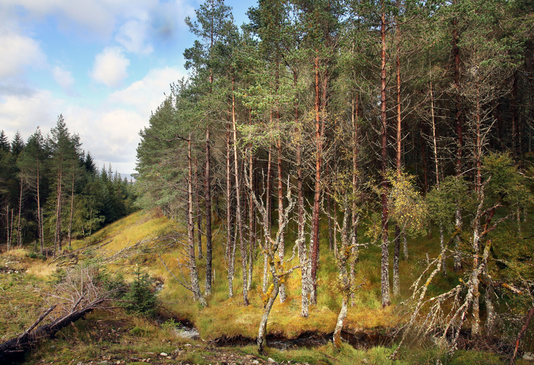 The forest around the Carie Hydro Scheme, Carie Hydro Scheme, Loch Rannoch, Perthshire