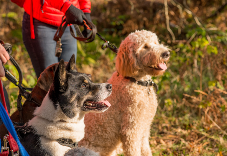 Three dogs sitting with leads stretching back to their owners.