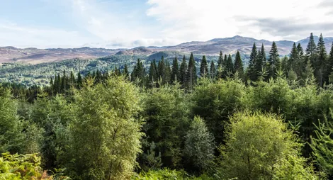 Drooping conifer branch