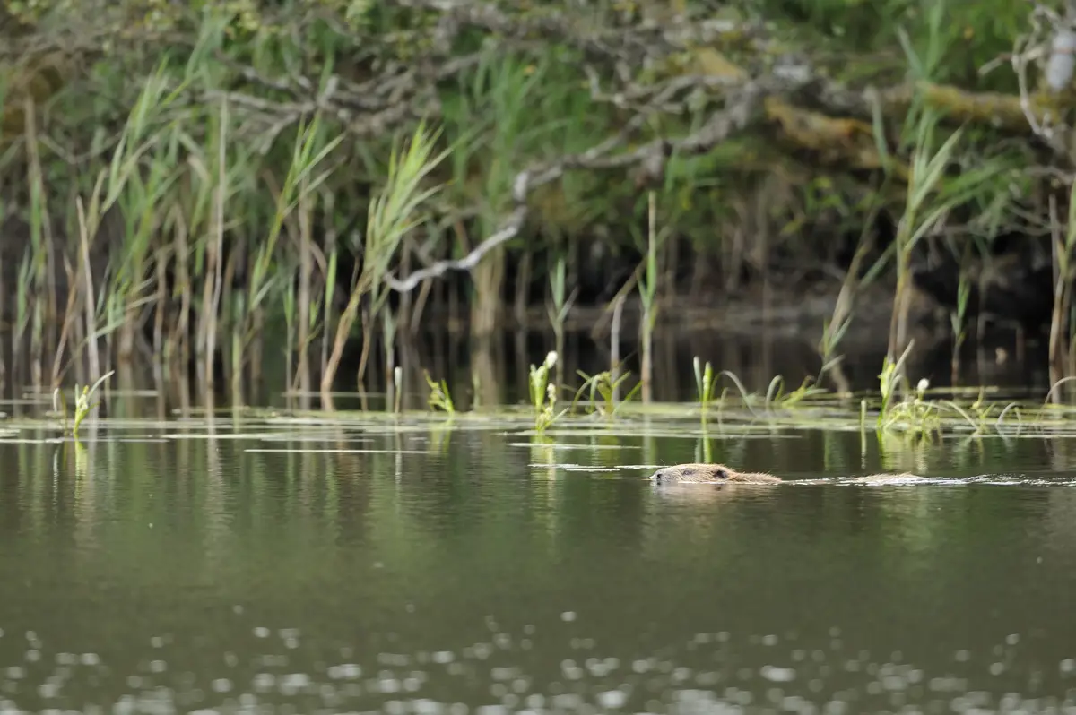 Swimming beaver