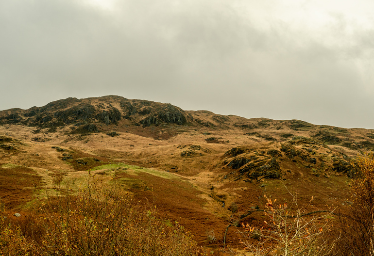 An orange hillside with bracken and trees 
