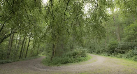 Drooping conifer branch
