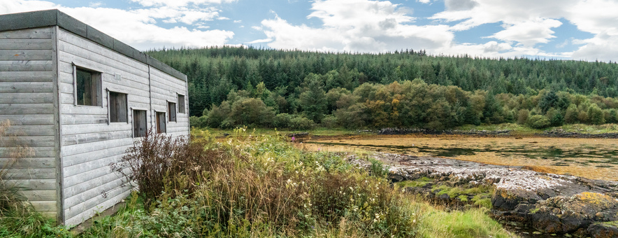 Drooping conifer branch
