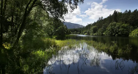Drooping conifer branch