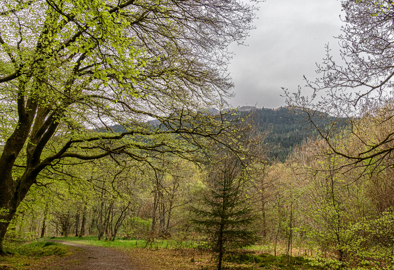 path in front of a mountain