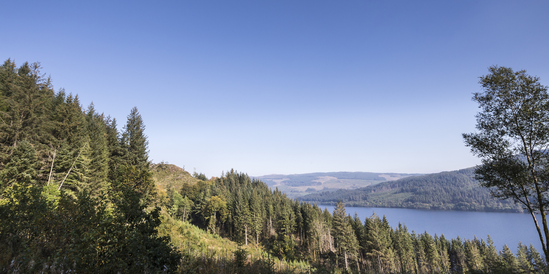 Close up of tree bark