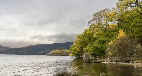 Drooping conifer branch