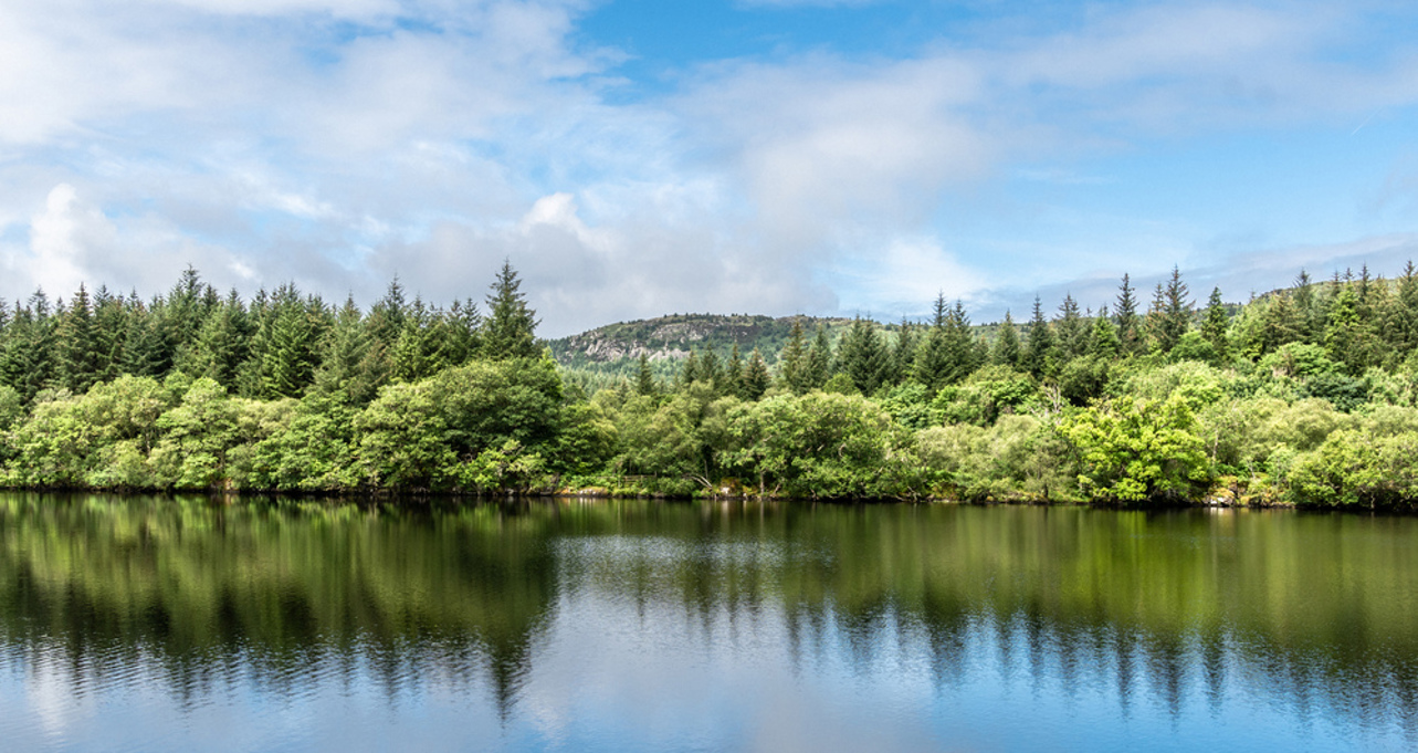 Conifer trees over a calm loch with a reflection