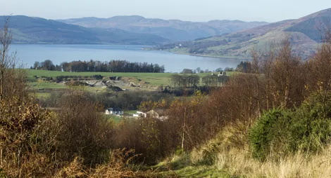 Drooping conifer branch