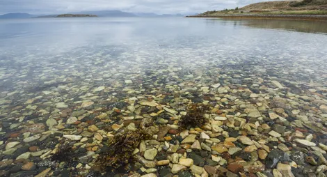 Drooping conifer branch