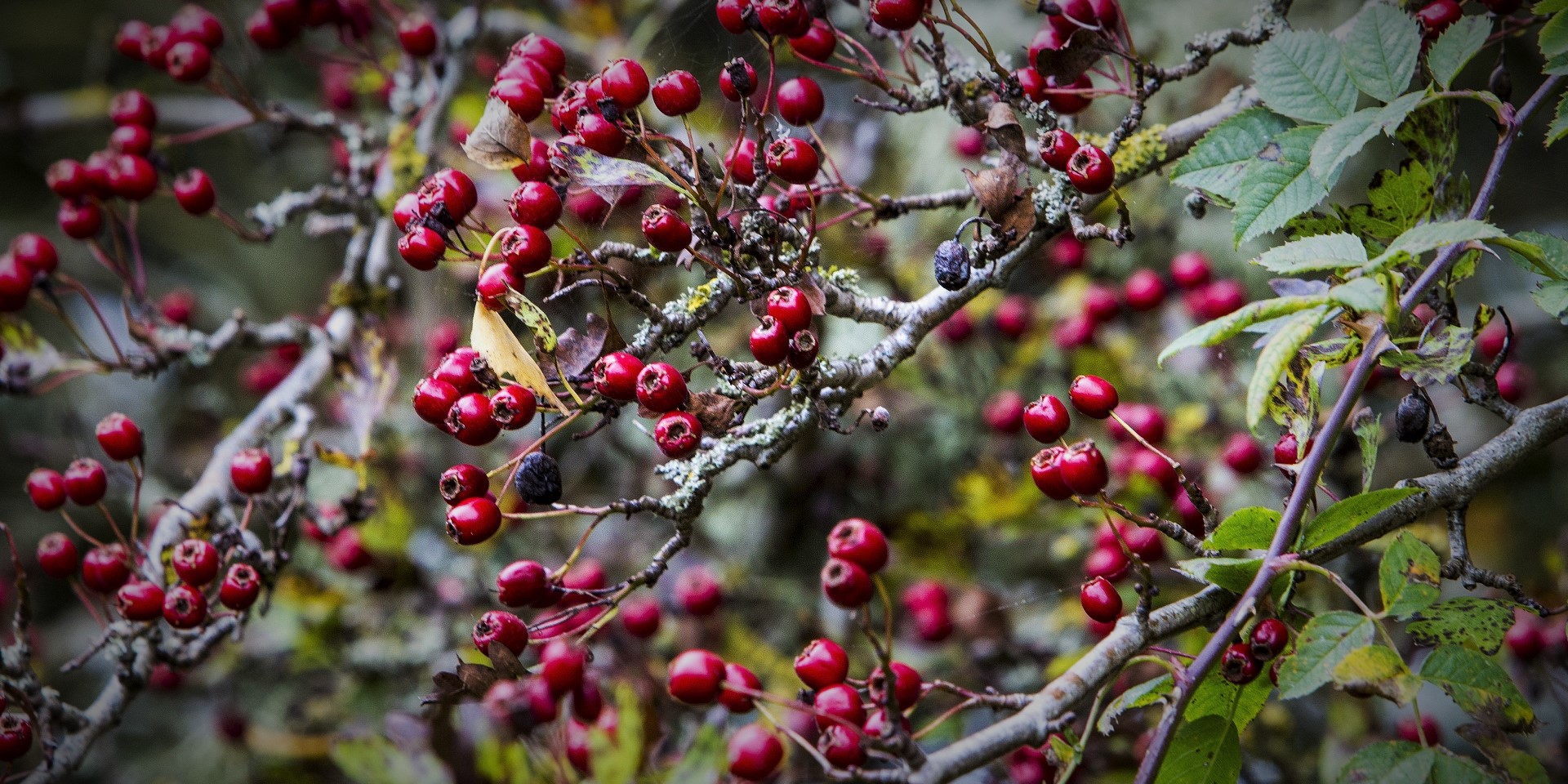 Close up of tree bark