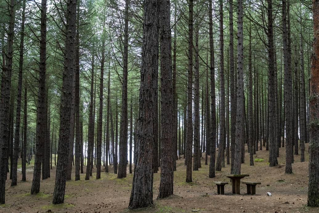 A picnic table in a conifer forest