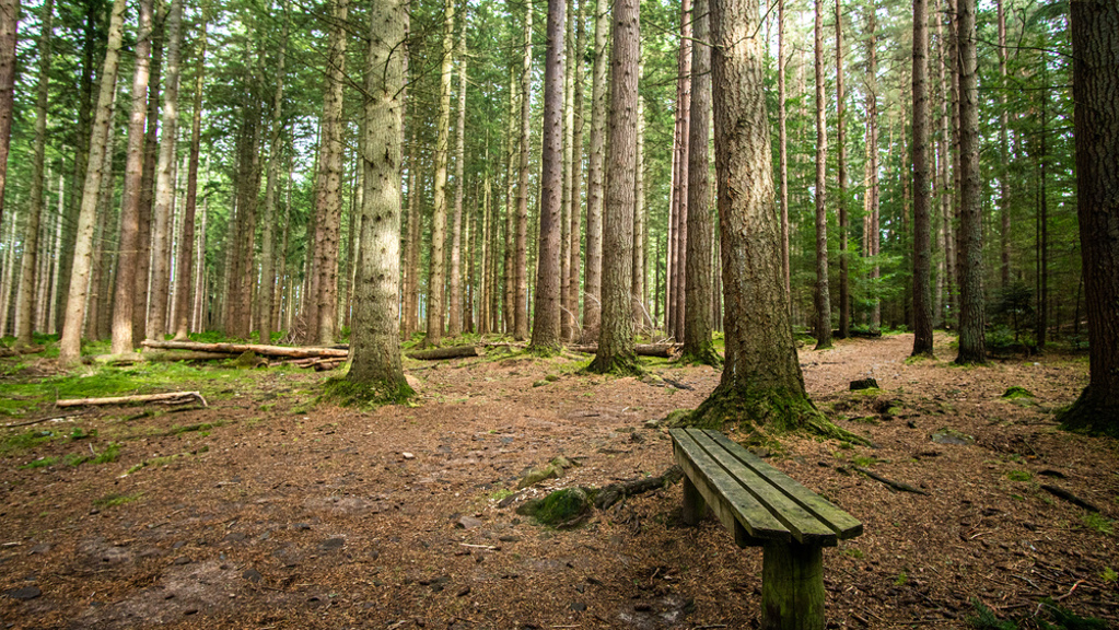 A bench in a pine forest along a path