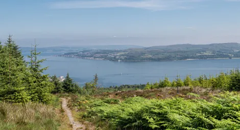 Drooping conifer branch