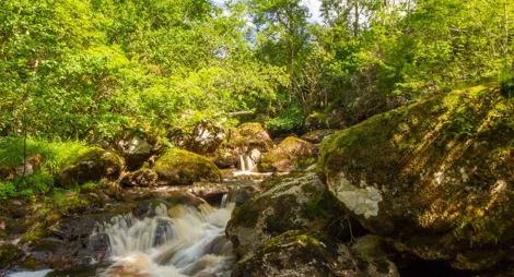Drooping conifer branch