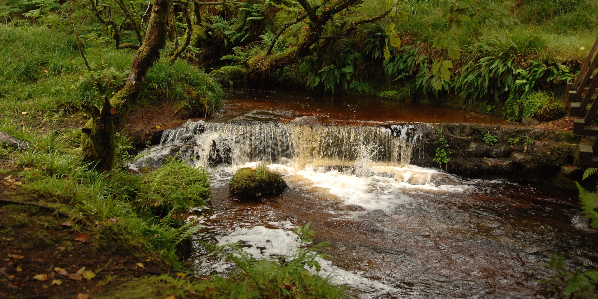 Drooping conifer branch