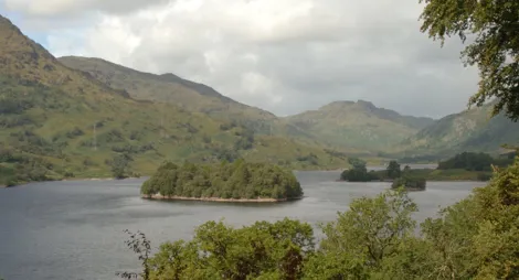 Drooping conifer branch