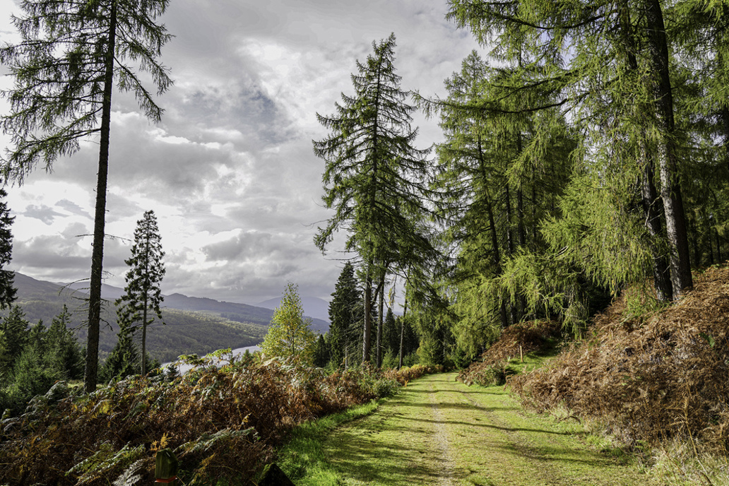 A sunny forest path overlooking a river