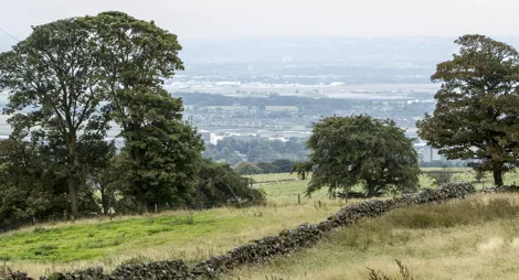 Drooping conifer branch