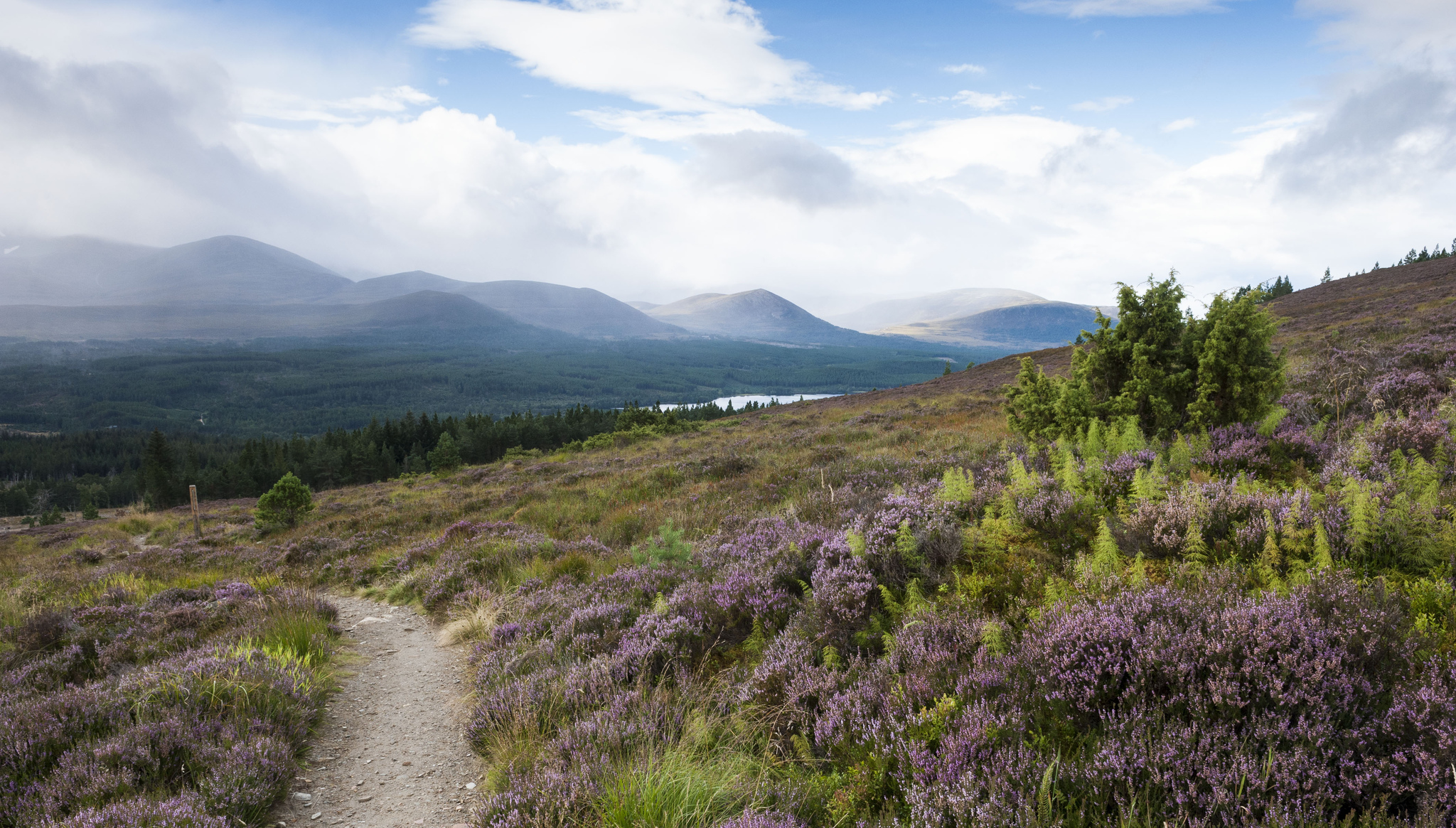 Path going through purple heather with trees and mountains in the background.