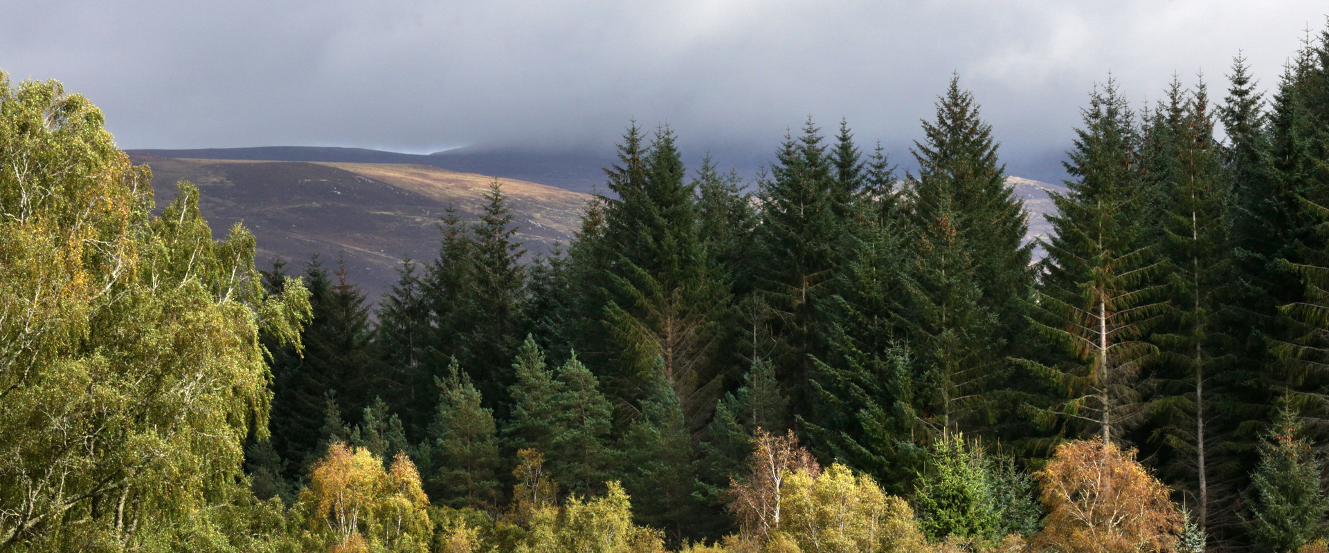 Drooping conifer branch
