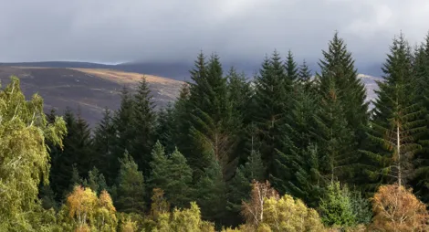 Drooping conifer branch