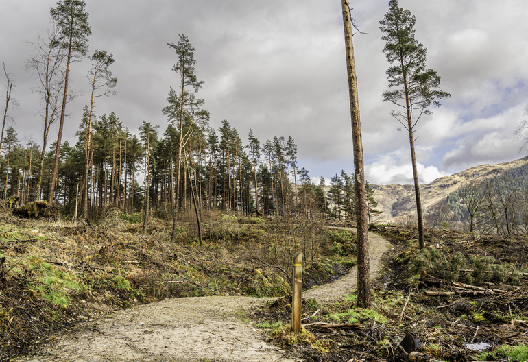 A walking path in a recently felled forest