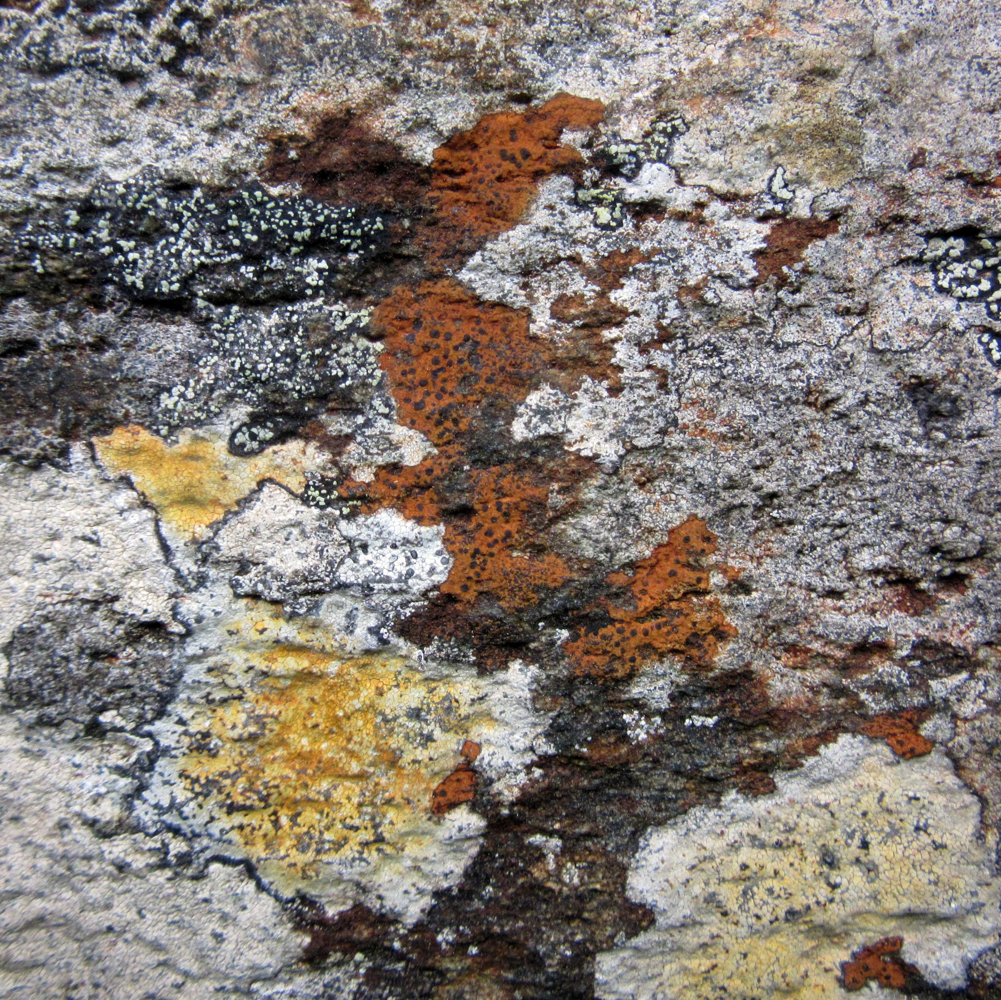 5 Rhizocarpon geographicum and Tephromela atrata low res