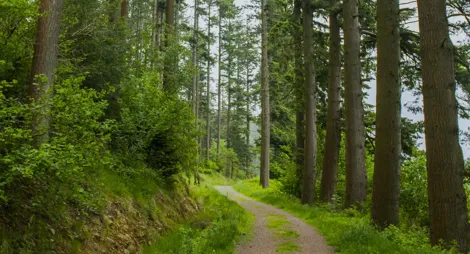 Drooping conifer branch