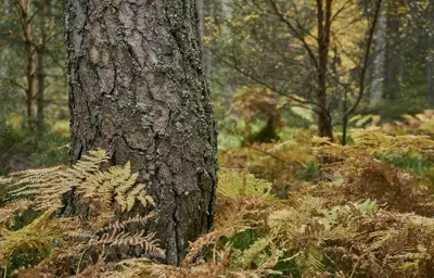Scot pine tree trunk surrounded by bracken in autumn.