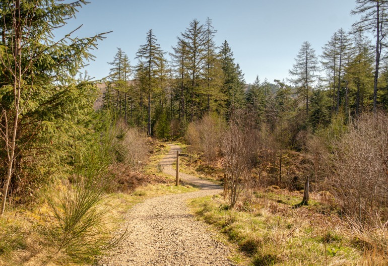 A woodland path