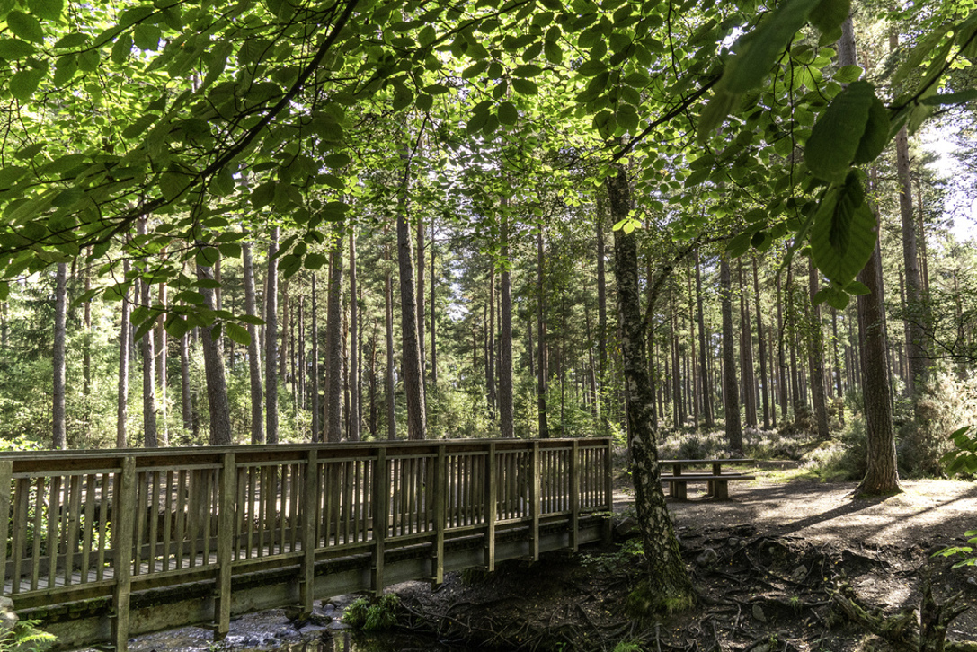 A wooden bridge leading towards a picnic table in a mixed forest