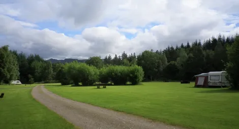 Drooping conifer branch