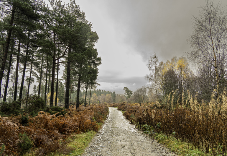 A walking path through a conifer forest with red bracken