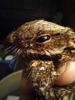 Small bird with whiskers