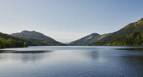 Drooping conifer branch
