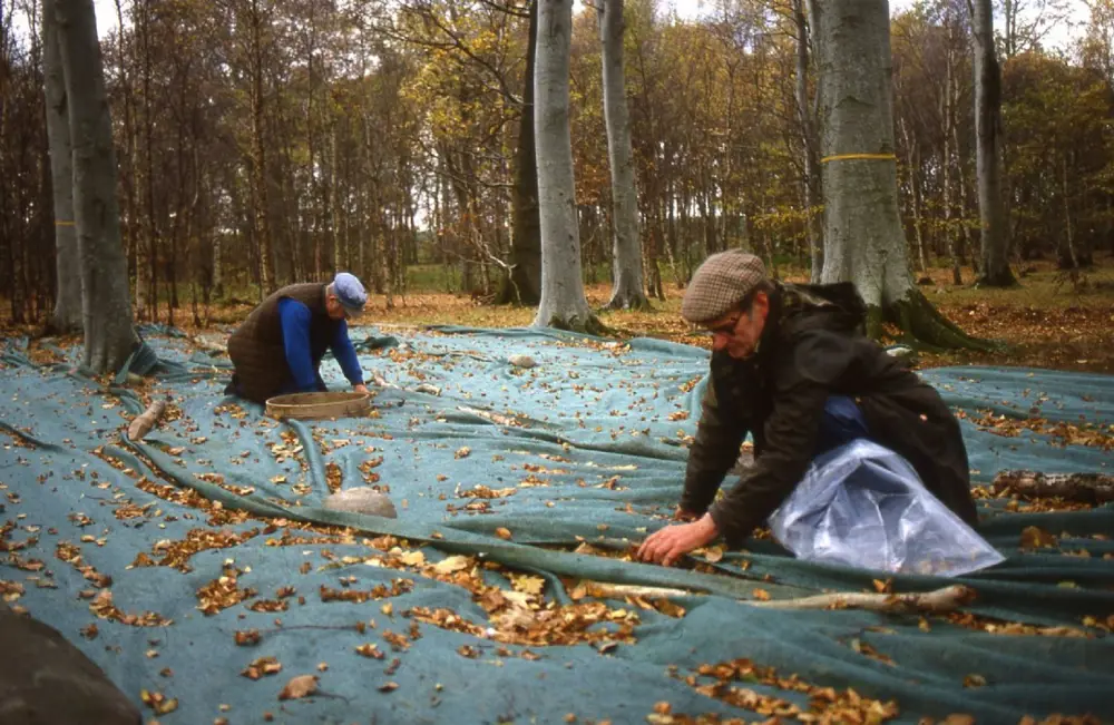 People on hands and knees on a mat beneath a tall tree collecting seeds