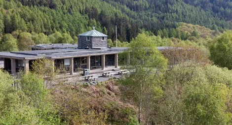 Drooping conifer branch