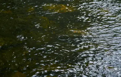 Rain droplets on water.