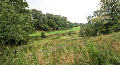 Drooping conifer branch