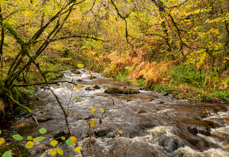 A small burn with broadleaf trees with autumn colours 
