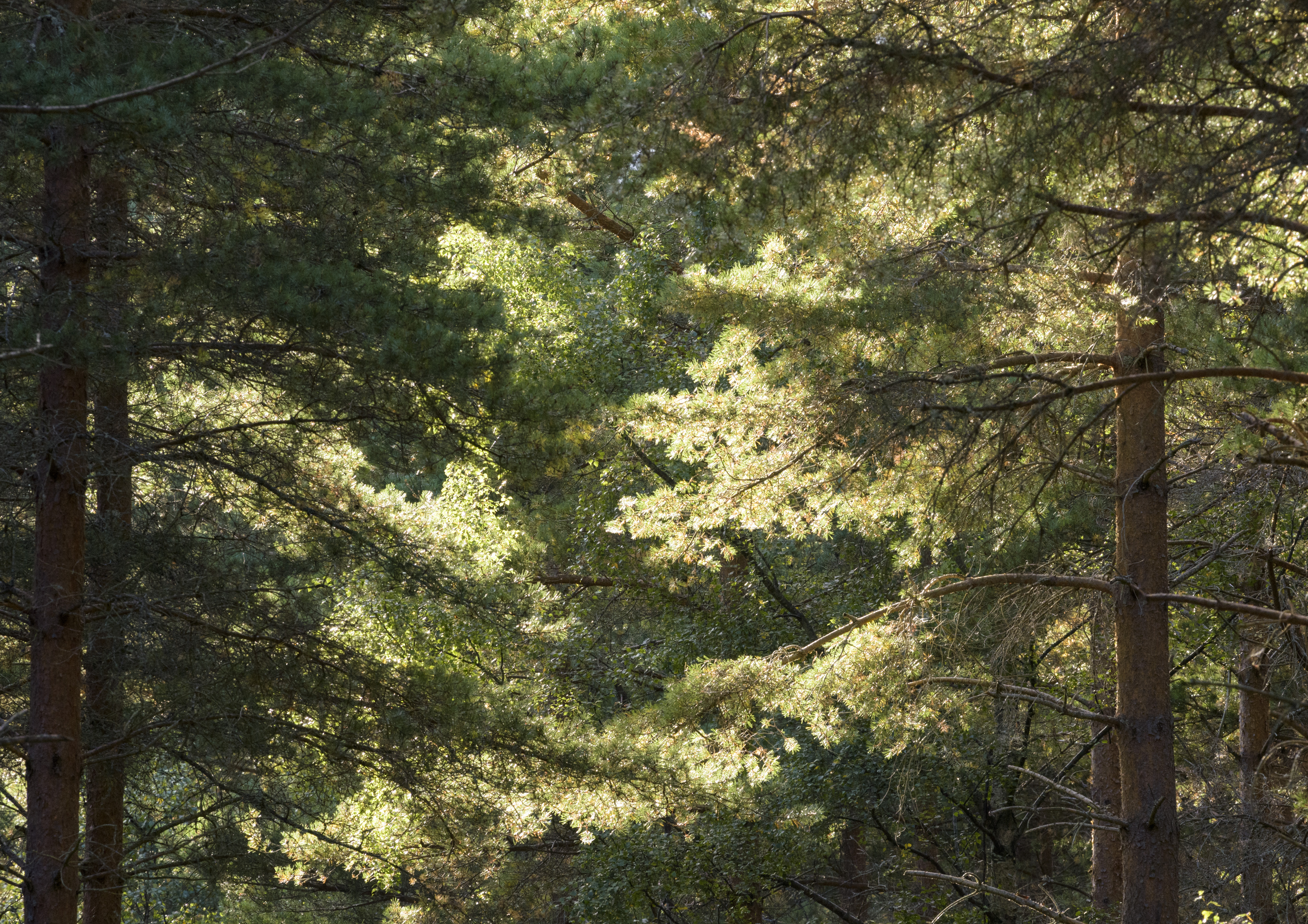 Trees with sunlight on their branches.