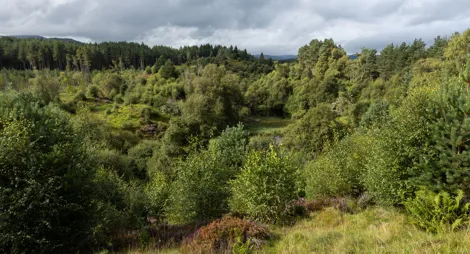 Drooping conifer branch