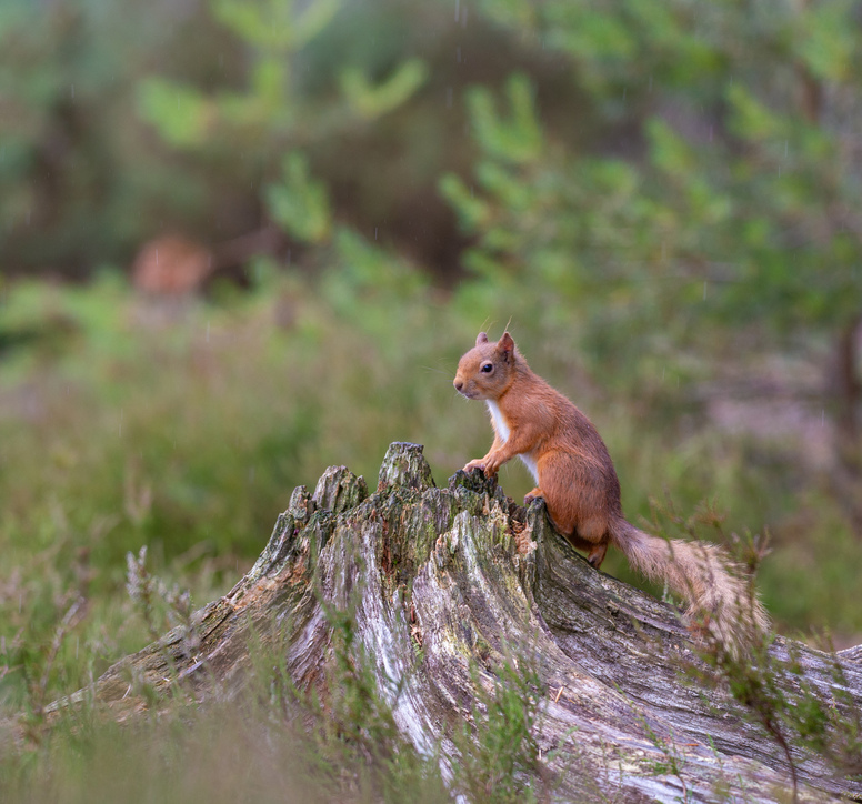 A red squirrel sitting on a tree stump