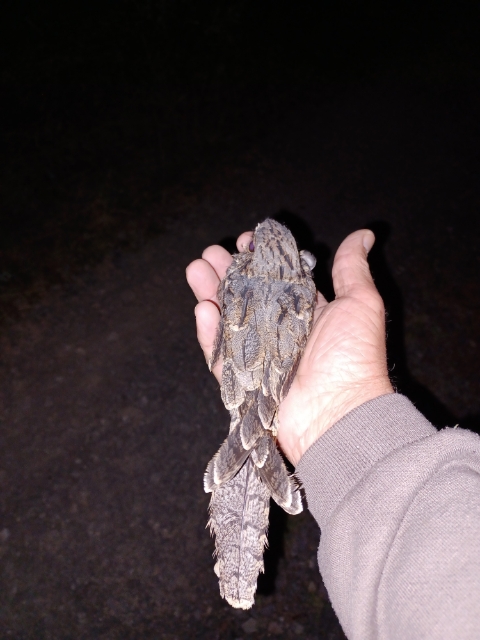 Small bird sitting in a human hand