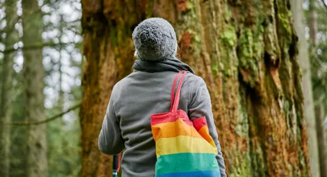 Drooping conifer branch