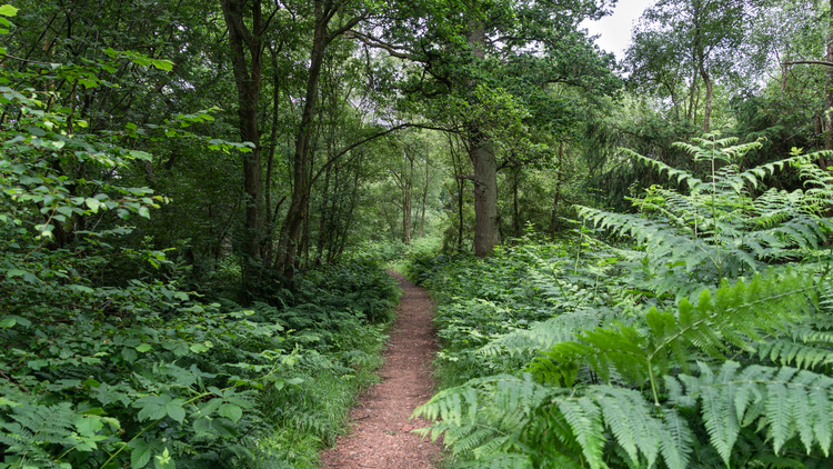 A gravel path going through a mixed forest with large ferns overtaking the path
