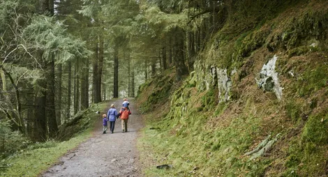 Drooping conifer branch
