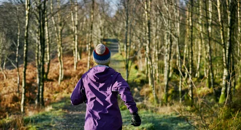Drooping conifer branch