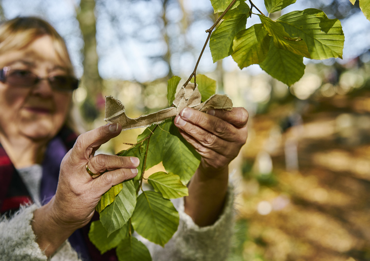  In dappled sunlight, woman ties cloth rag to branch of tree at the Clootie Well, Munlochy, Black Isle